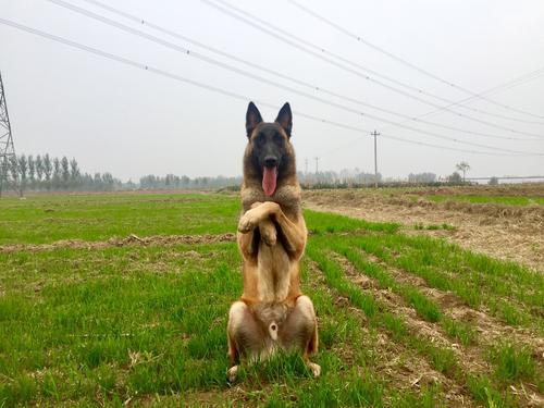 马犬虽好，但终究还是躲不过这几个“坑” 